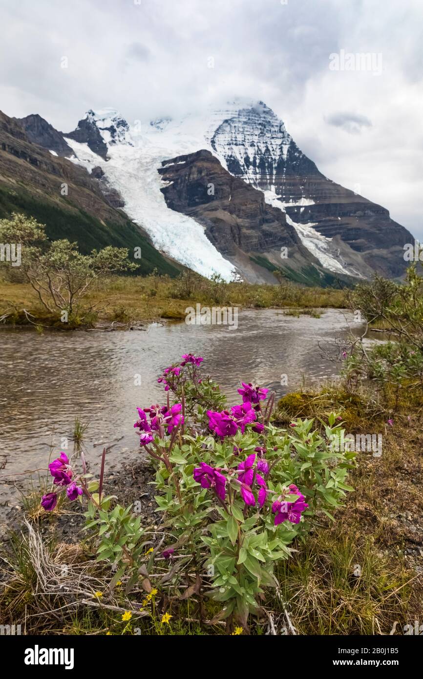 Broad-leaf Fireweed, Chamaenerion latifolium, entlang einer Streamside Kies Bar entlang des Robson River im Mount Robson Provincial Park, British Columbia, Stockfoto