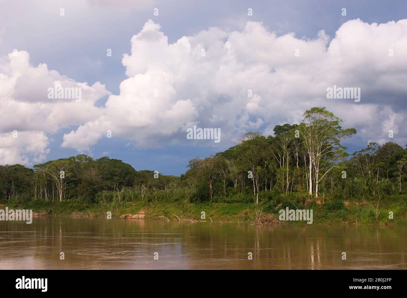 PERU, AMAZONASBECKEN, UCAYALI-FLUSS, REGENWALD Stockfoto