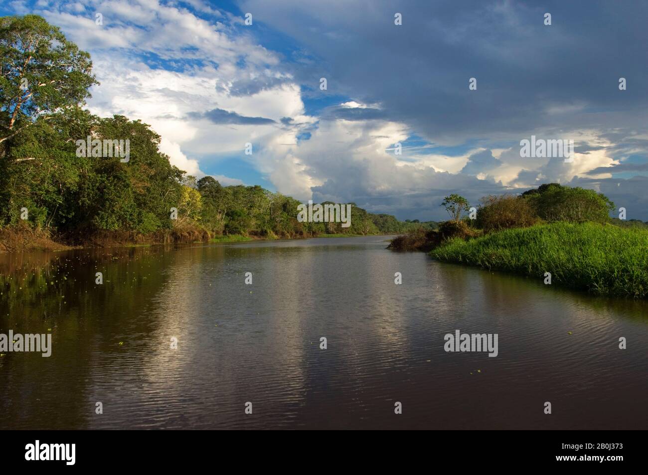 PERU, AMAZONAS-FLUSS, IN DER NÄHE VON IQUITOS, KLEINER ZUFLUSS, REGENWALD Stockfoto