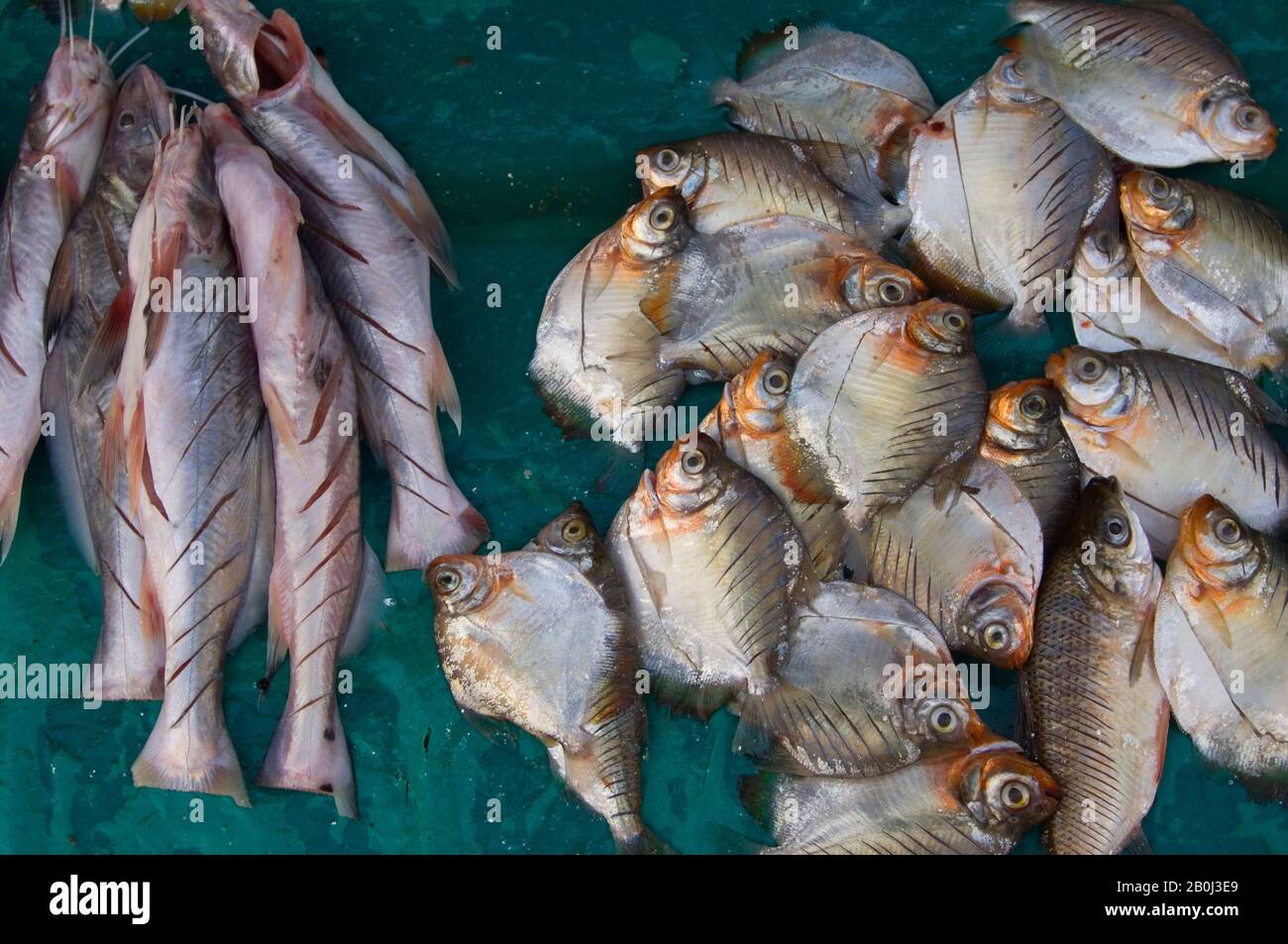 PERU, AMAZONAS-FLUSSBECKEN, IN DER NÄHE VON IQUITOS, MARANON-FLUSS, STADT NAUTA, STRASSENSZENE, FISCH ZUM VERKAUF Stockfoto