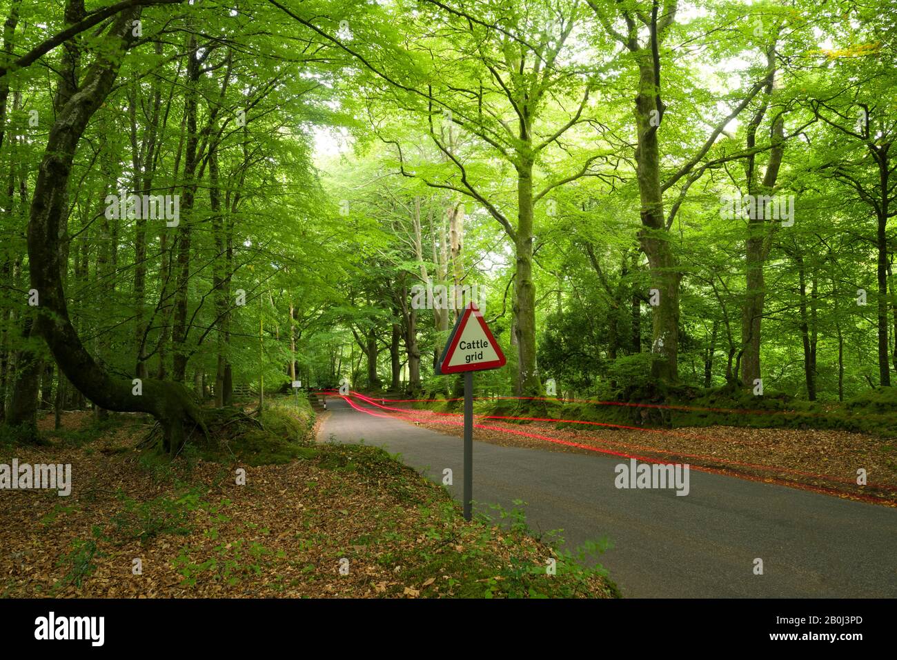 Ein Schild mit einem Viehgitter neben einer Landspur in einem Laubenwald auf dem Horner Hill, Exmoor National Park, Somerset, England. Stockfoto