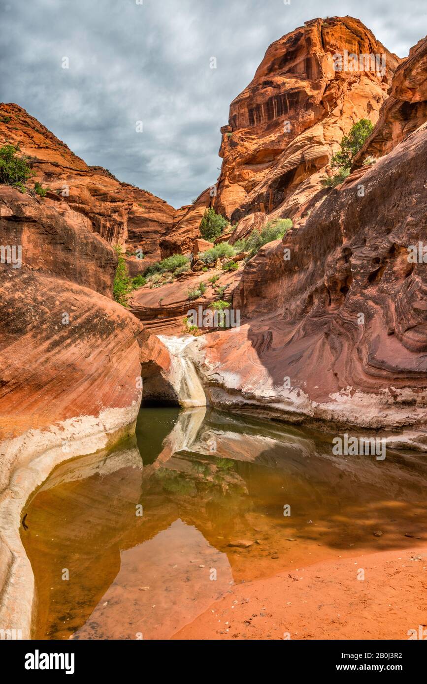 Tinaja, Wasser Pool in Navajo Sandstein Grundgestein am Roten Klippen Naherholungsgebiet, in der Nähe von St George, Utah, USA Stockfoto