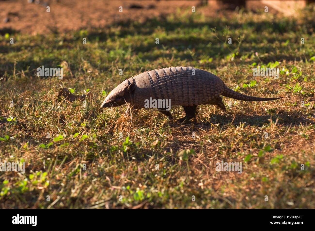 BRASILIEN, MATO GROSSO, PANTANAL, REFUGIO ECOLOGICO CAIMAN, NEUNBÄNDIGES ARMADILLO, DASYPUS NOVEMCINCTUS Stockfoto