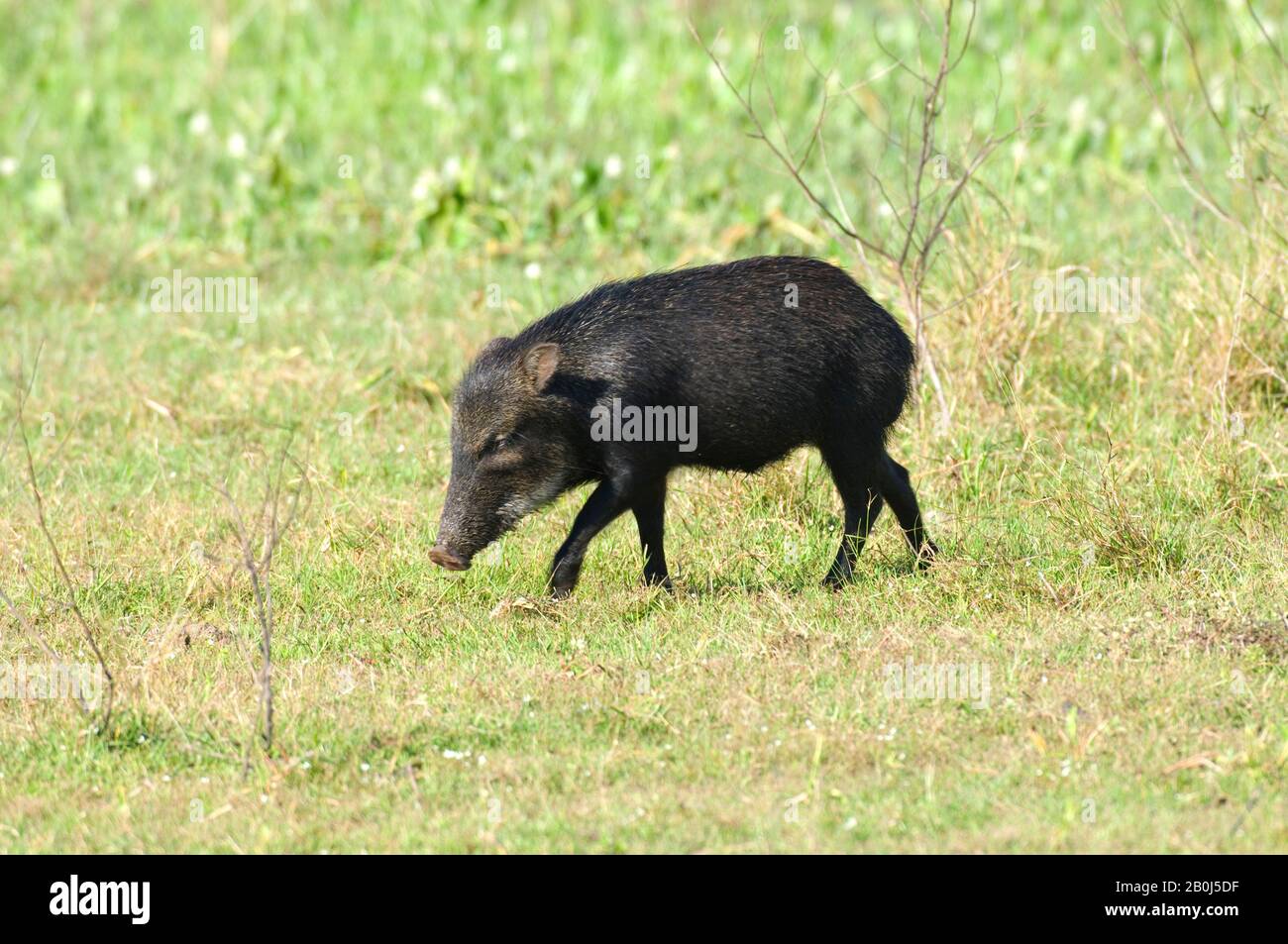 BRASILIEN, MATO GROSSO, PANTANAL, REFUGIO ECOLOGICO CAIMAN, WEISS-LIPPIGER PECCARY, TAYASSU PECARI Stockfoto