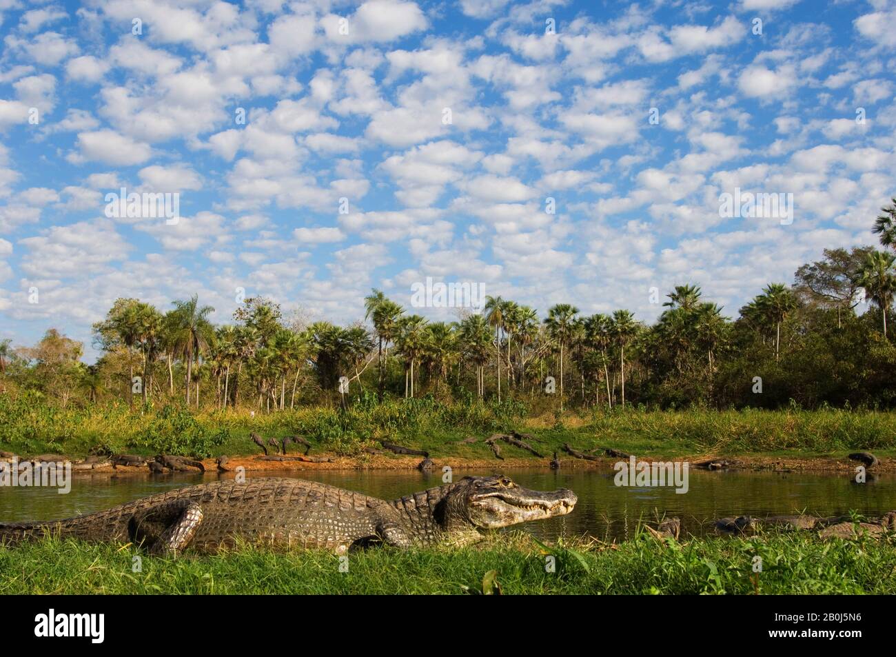 BRASILIEN, MATO GROSSO, PANTANAL, REFUGIO ECOLOGICO CAIMAN, PARAGUAYISCHER CAIMAN AM SEEUFER, SONNENNING, CAIMAN CROCODILUS YACARE Stockfoto