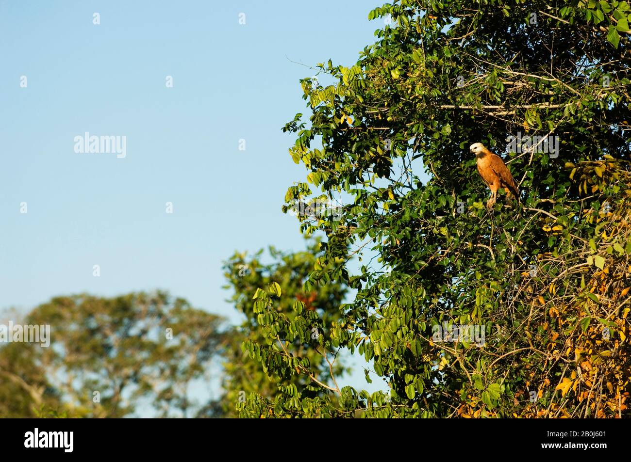 BRASILIEN, MATO GROSSO, PANTANAL, REFUGIO ECOLOGICO CAIMAN, SCHWARZ GEKOLLELTER FALKE (BUSARELLUS NIGRICOLLIS) IM BAUM Stockfoto