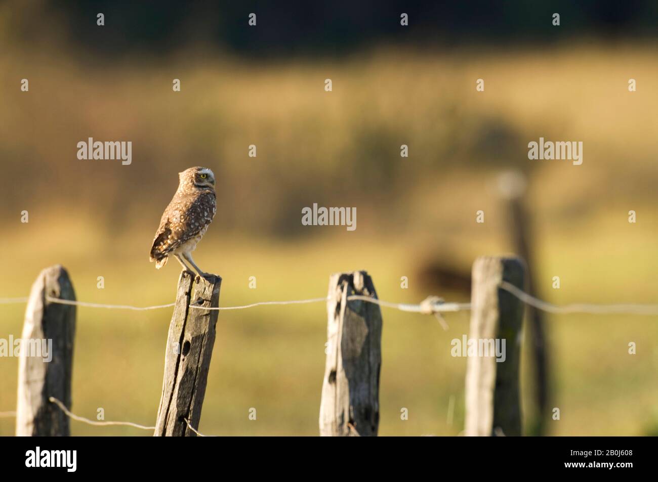 BRASILIEN, MATO GROSSO, PANTANAL, REFUGIO ECOLOGICO CAIMAN, OWL (ATHENE CUNICULARIA) AUF FENCEPOST Stockfoto