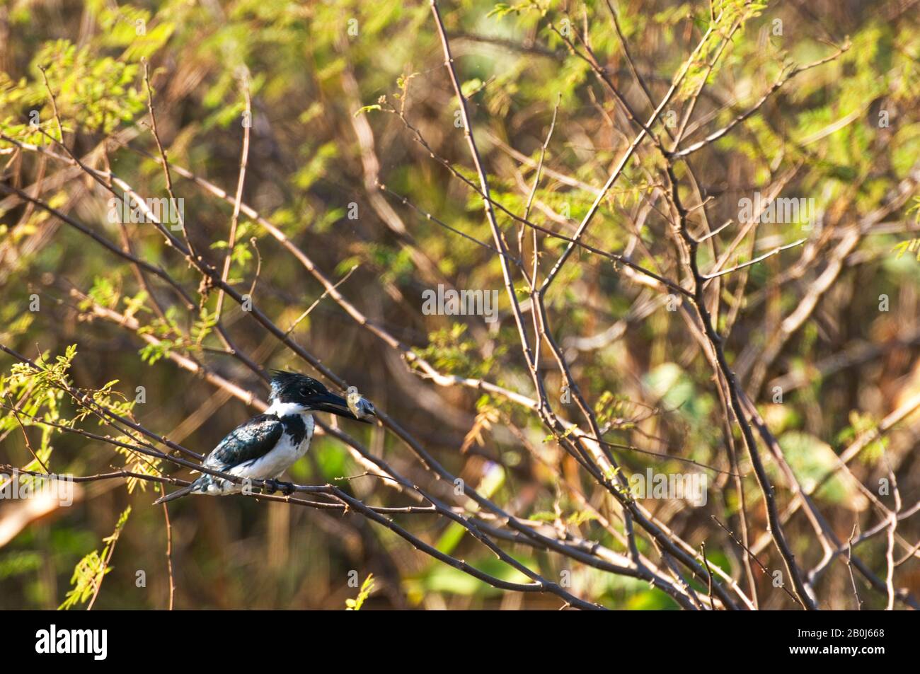 BRASILIEN, MATO GROSSO, PANTANAL, REFUGIO ECOLOGICO CAIMAN, AMAZON KINGFISHER (CHLOROCERYLE AMAZONE) MIT FISCH Stockfoto