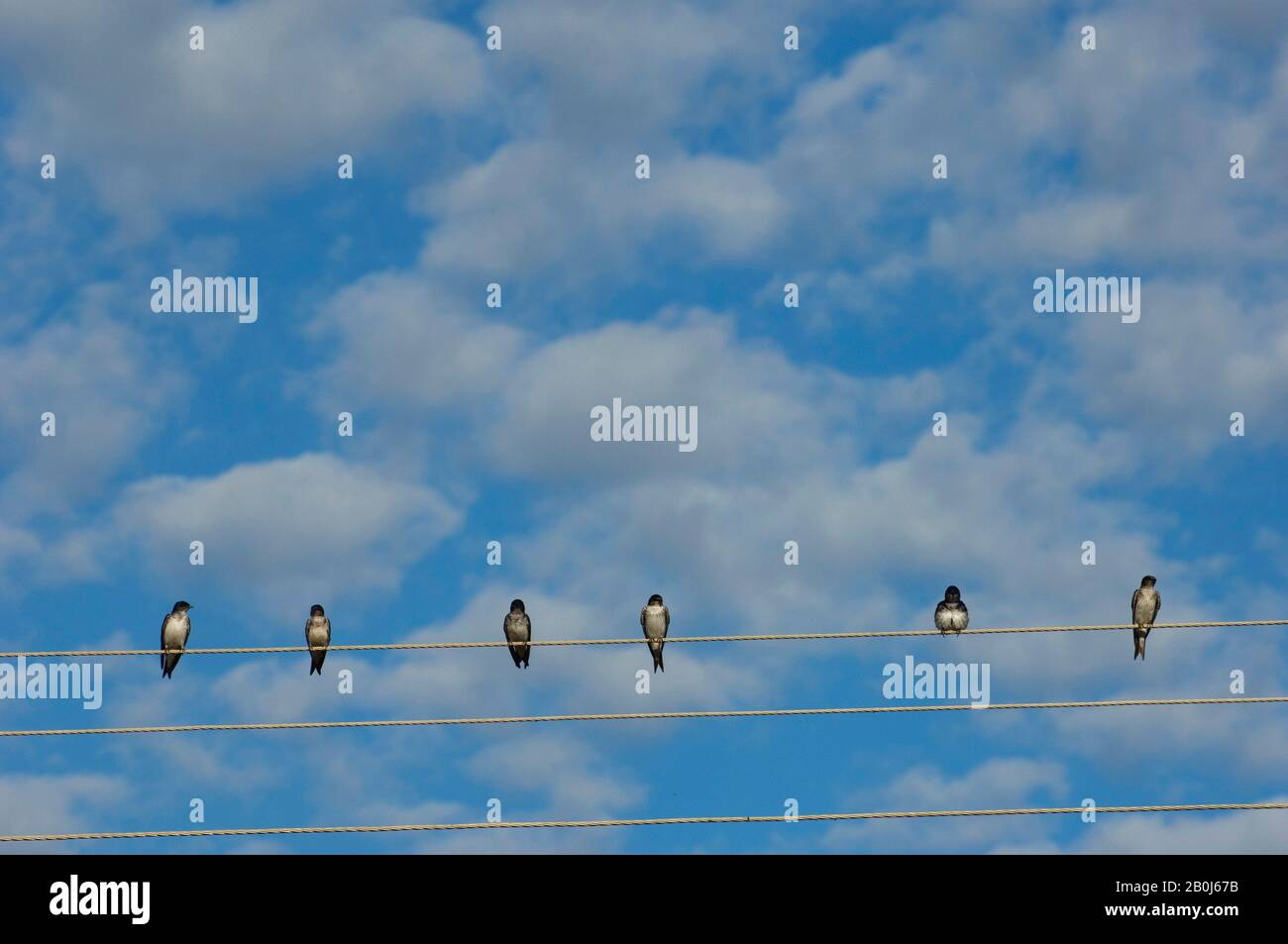 BRASILIEN, MATO GROSSO, PANTANAL, REFUGIO ECOLOGICO CAIMAN, GRAUREIHIGER MARTINS (PROGNE CHALYBEA) AUF DRAHT SITZEND Stockfoto