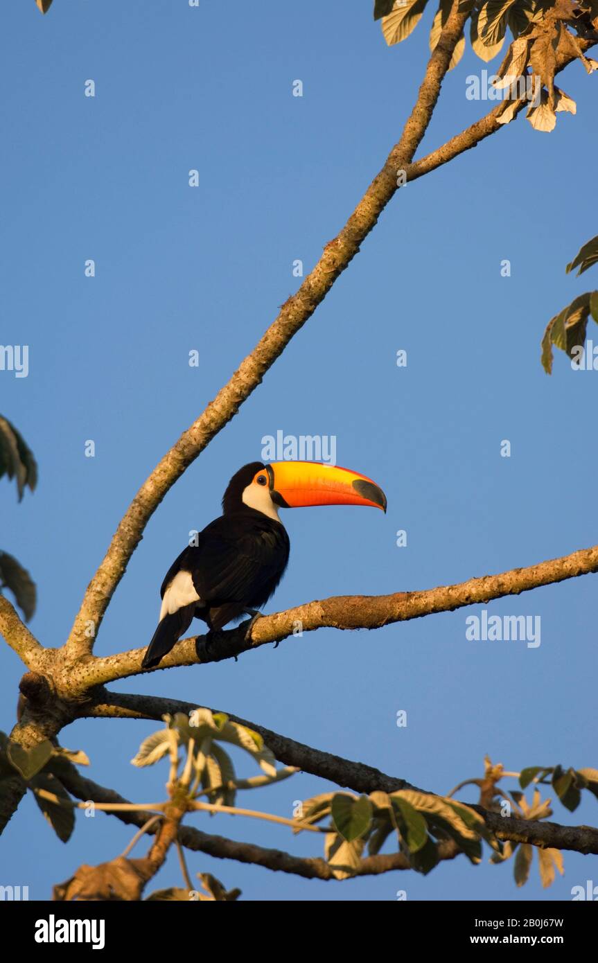 BRASILIEN, MATO GROSSO, PANTANAL, REFUGIO ECOLOGICO CAIMAN, TOCO TOUCAN (RAMPHASTOS TOCO) IN BAUM GEHAUCHT Stockfoto