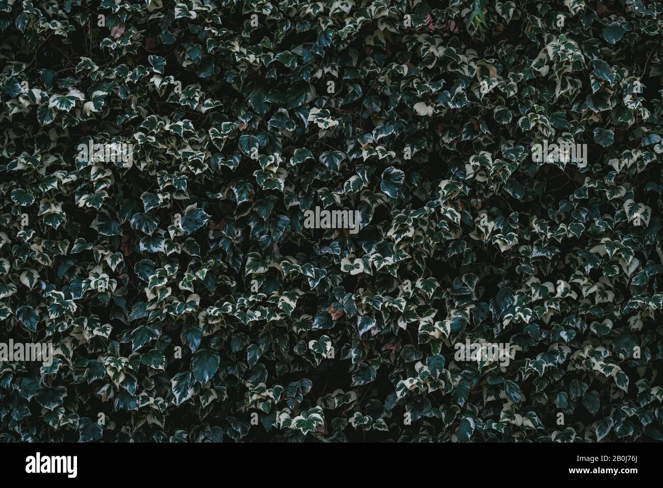 Immergrüne kletternde, herzförmige Blätter von Hedera algeriensis, die im Allgemeinen als algerischer Evit bekannt sind Stockfoto