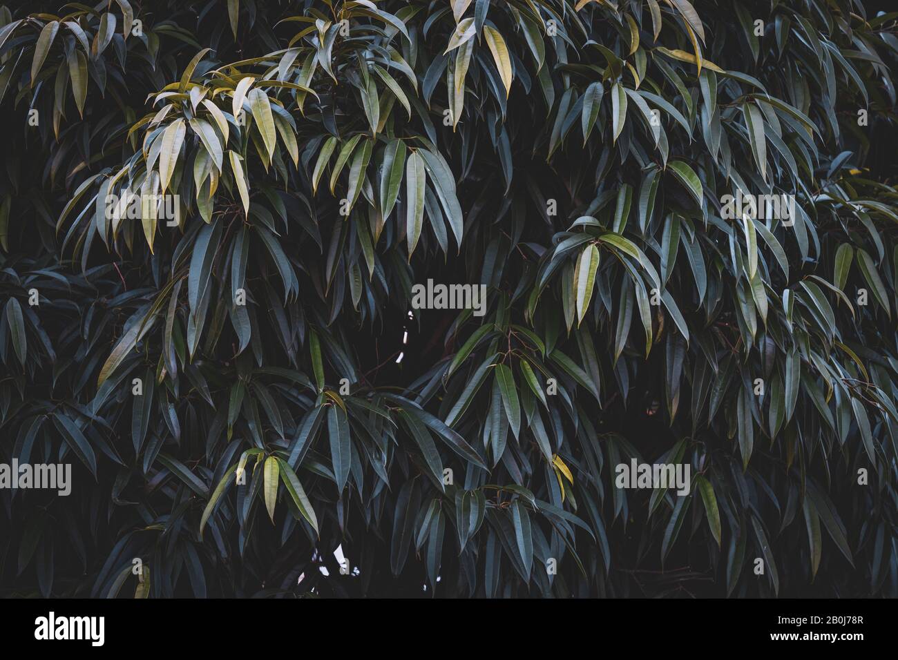 Grüne Blätter von Ficus Maclellandii, die im Allgemeinen als Ficus Alii, Alii Fig oder Bananenblätterfig bekannt sind Stockfoto