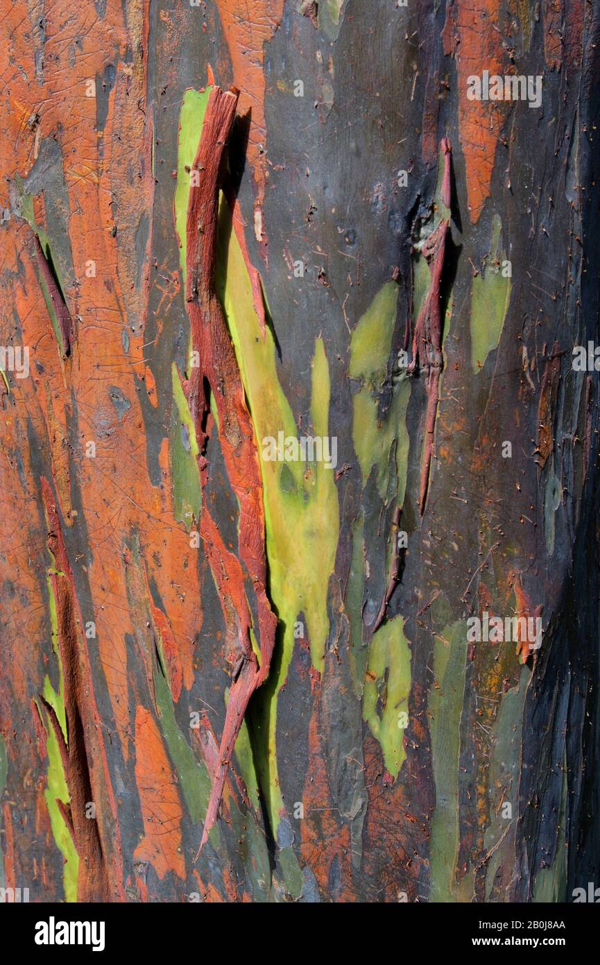 COSTA RICA, ALAJUELA, DOKAANWESEN, KAFFEEPLANTAGE, RAINBOW EUCALYPTUS