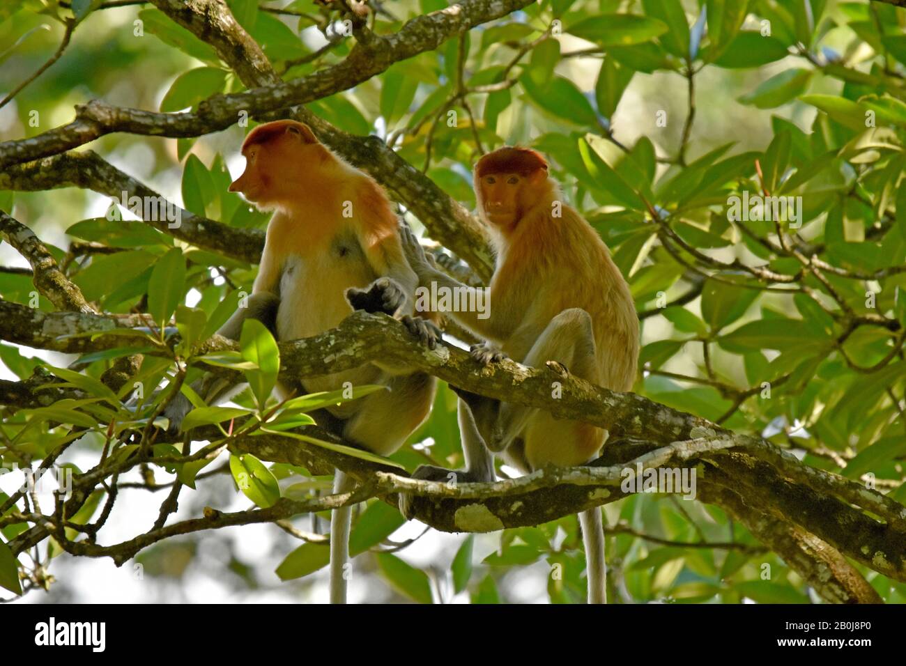 Proboscis-Affe, Nasalis larvatus, Bandar Seri Begawan, Brunei Stockfoto