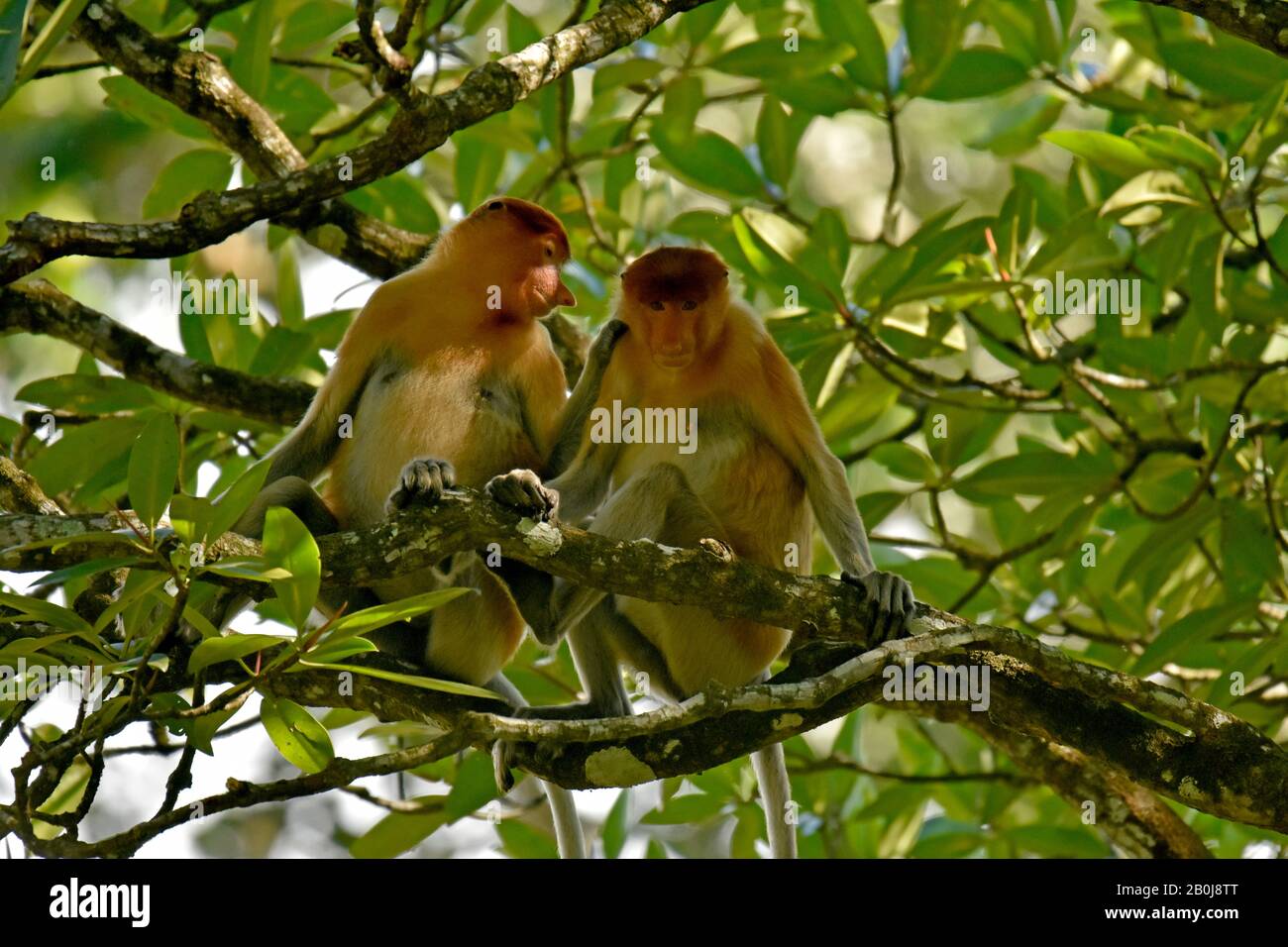Proboscis-Affe, Nasalis larvatus, Bandar Seri Begawan, Brunei Stockfoto