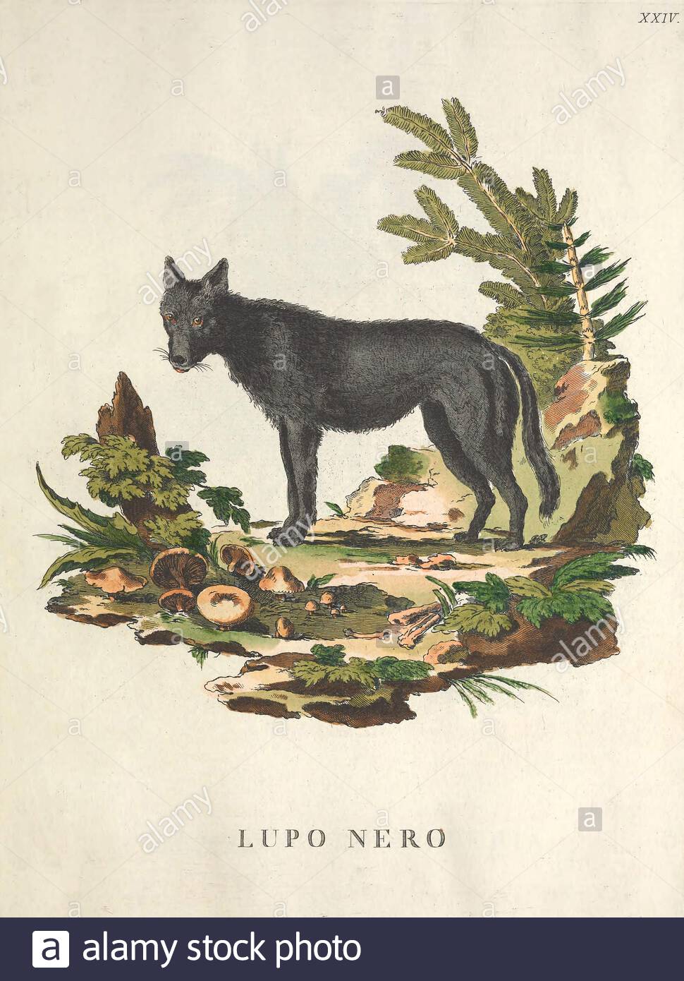 Schwarzer Wolf, klassische Farbabbildung aus dem Jahr 171 Stockfoto