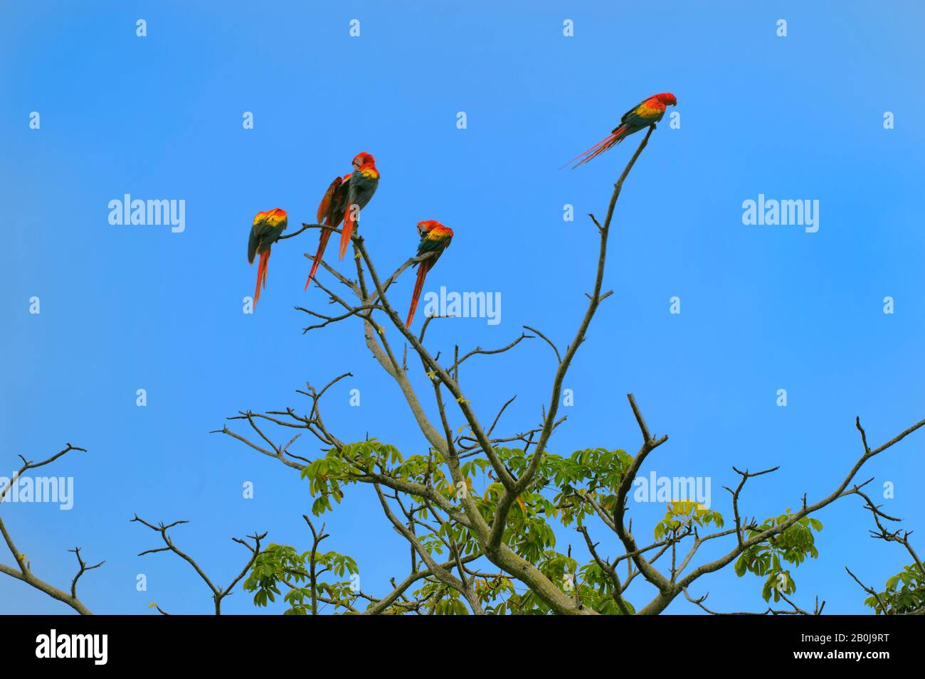COSTA RICA, IN DER NÄHE VON JACO, EINE GRUPPE SCHARLACHROTER ARAS (ARA MACAO) IM BAUM Stockfoto