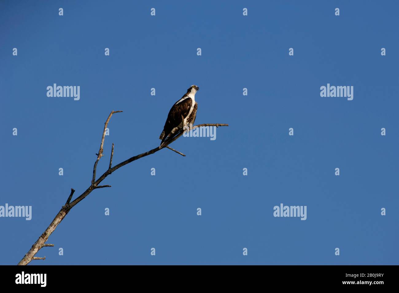 COSTA RICA, RIO TARCOLES, OSPREY (PANDION HALIAETUS) IM BAUM GEHIESELT Stockfoto