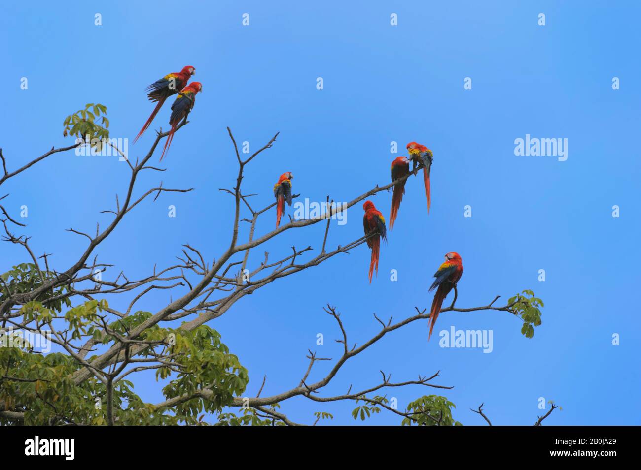 COSTA RICA, IN DER NÄHE VON JACO, EINE GRUPPE SCHARLACHROTER ARAS (ARA MACAO) IM BAUM Stockfoto