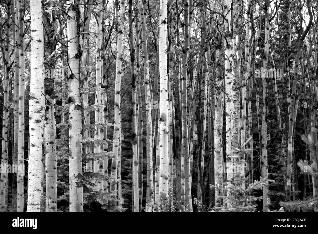 Weißer Birkenwald, Betula papyrifera, Pyramid Lake, Jasper National Park, Alberta, Kanada Stockfoto
