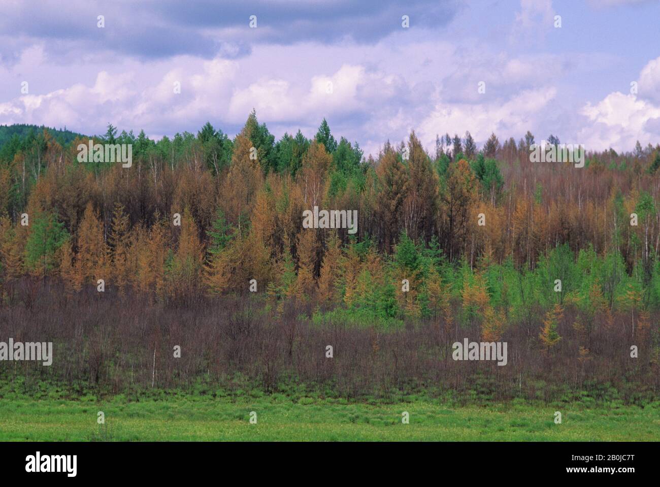RUSSLAND, SIBIRIEN IN DER NÄHE VON URUSCHA, WALD, STERBENDE BÄUME Stockfoto