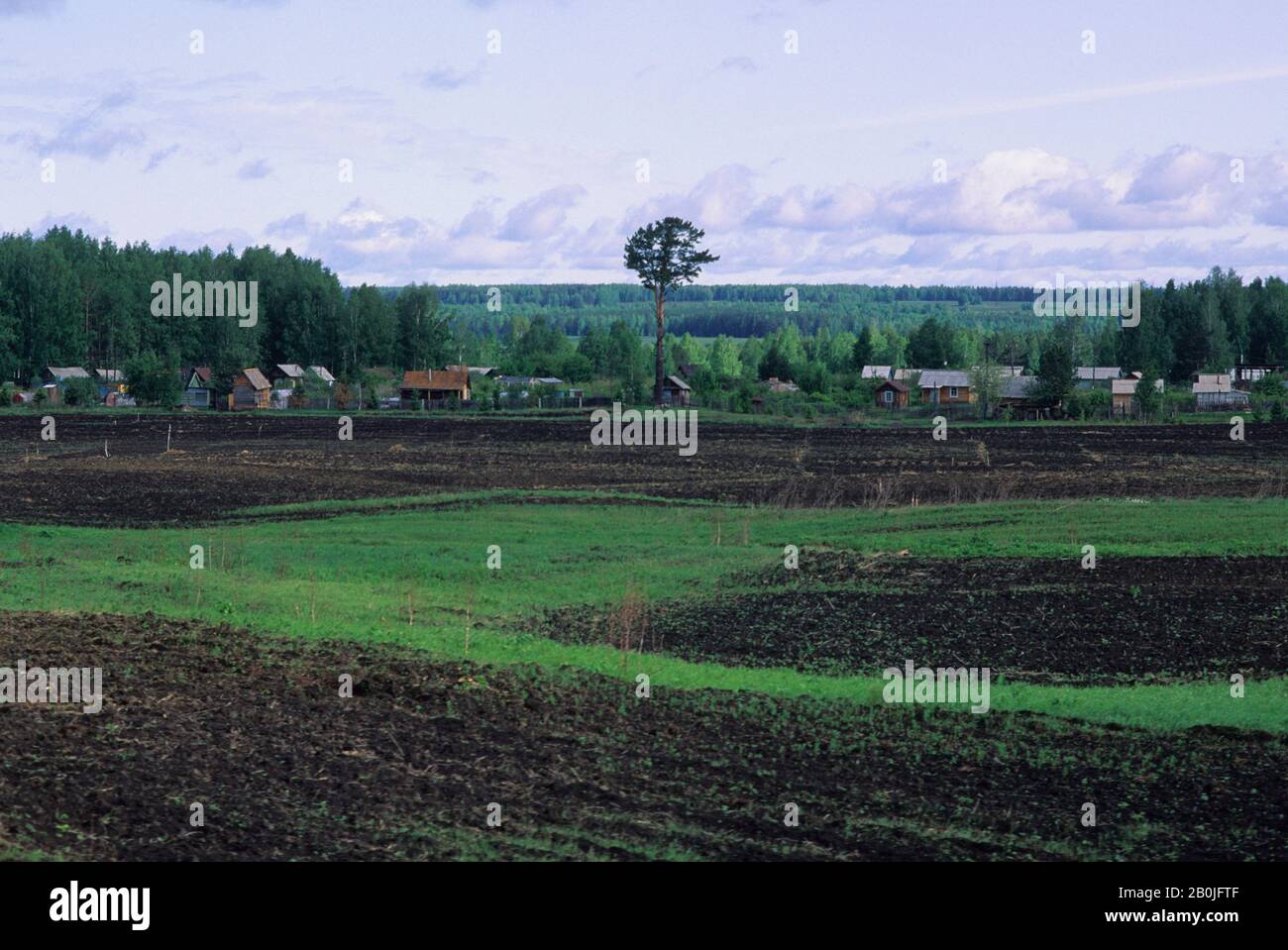RUSSLAND, SIBIRIEN, IN DER NÄHE VON ILANSKAYA, FELDER MIT DACHS IM HINTERGRUND Stockfoto