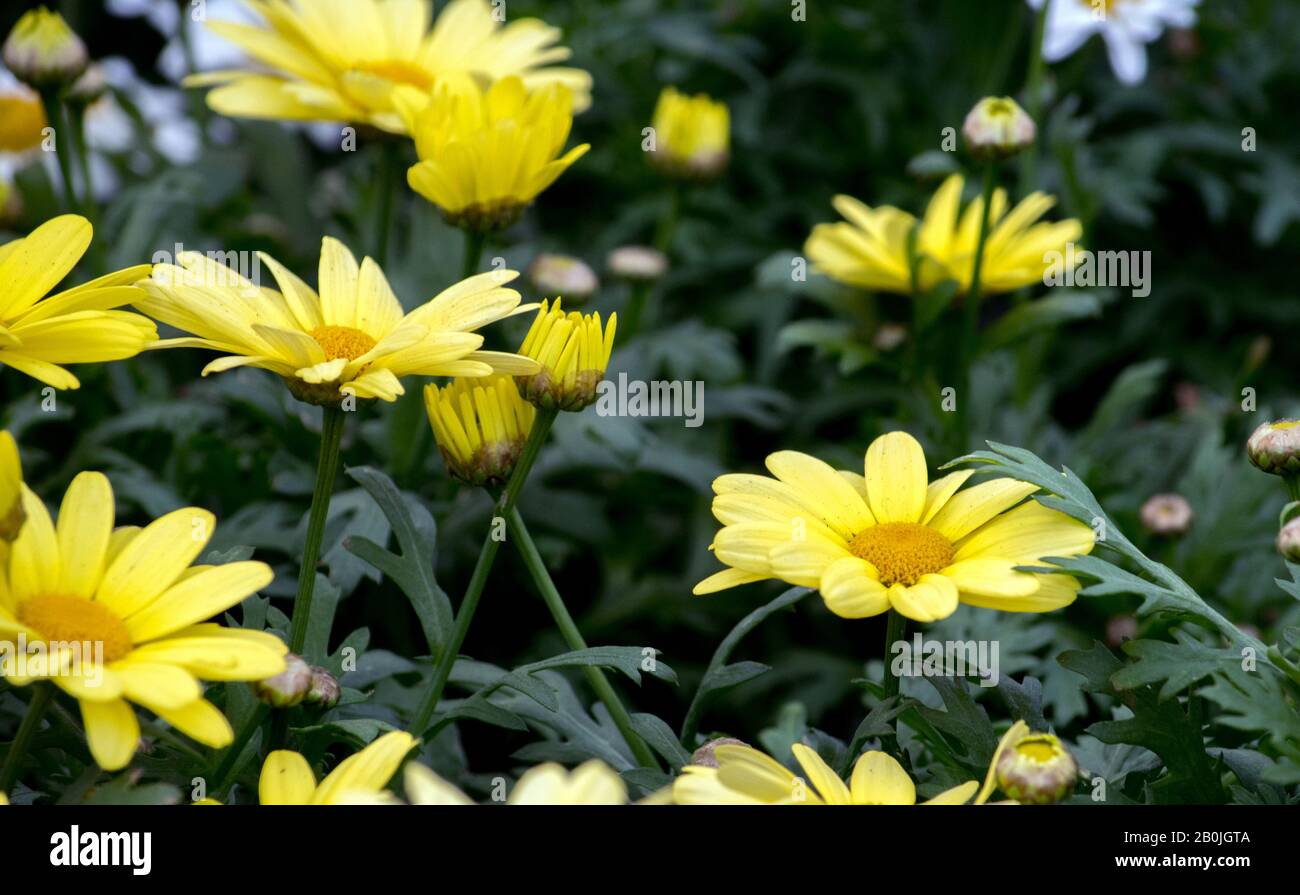 Die mehrjährige gelbe Gänseblümchen, genannt echter Sonnenstrahl, blüht in einem schönen Sommergarten Stockfoto