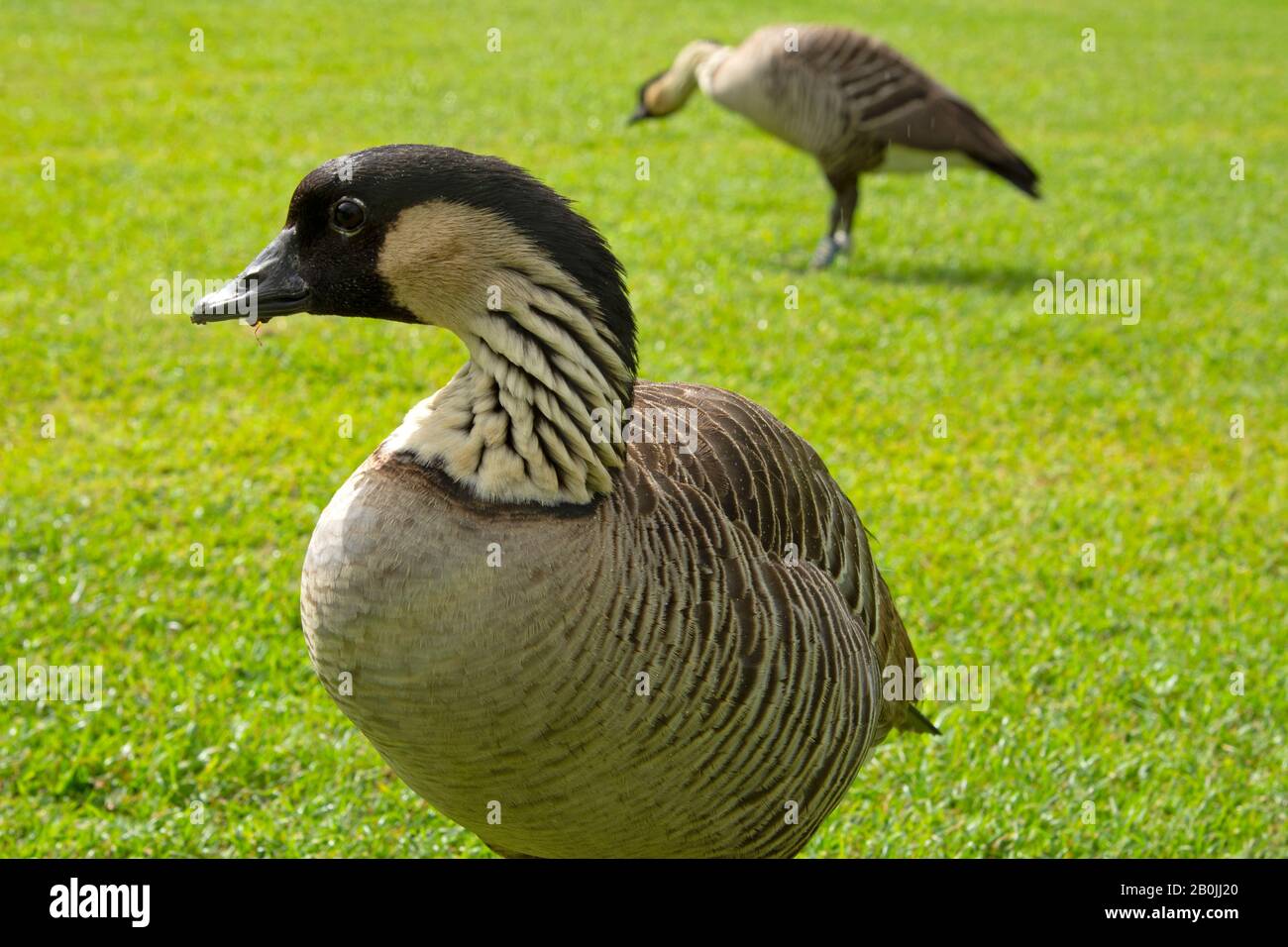 Zwei nenenvögel, Branta sandvicensis, verletzliche Arten, die endemisch auf Hawaii, Kauai, Hawaii, USA sind Stockfoto