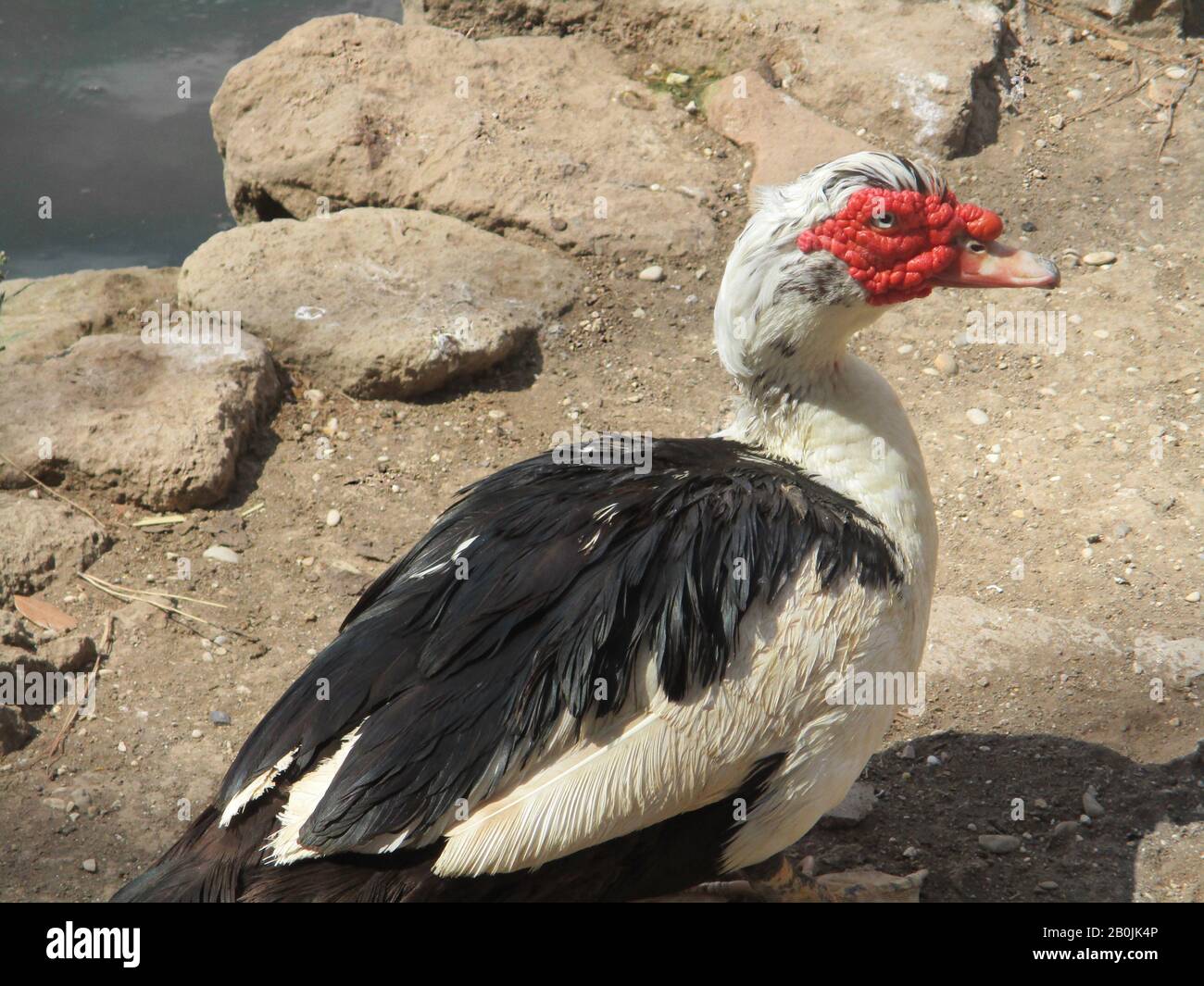 Musken-Ente oder Muskovy-Ente drake (Cairina moschata) Profil in der Nähe. Erwachsene Männchen haben einen markanten großen, rotledrigen Auswuchs um Schnabel und Augen Stockfoto
