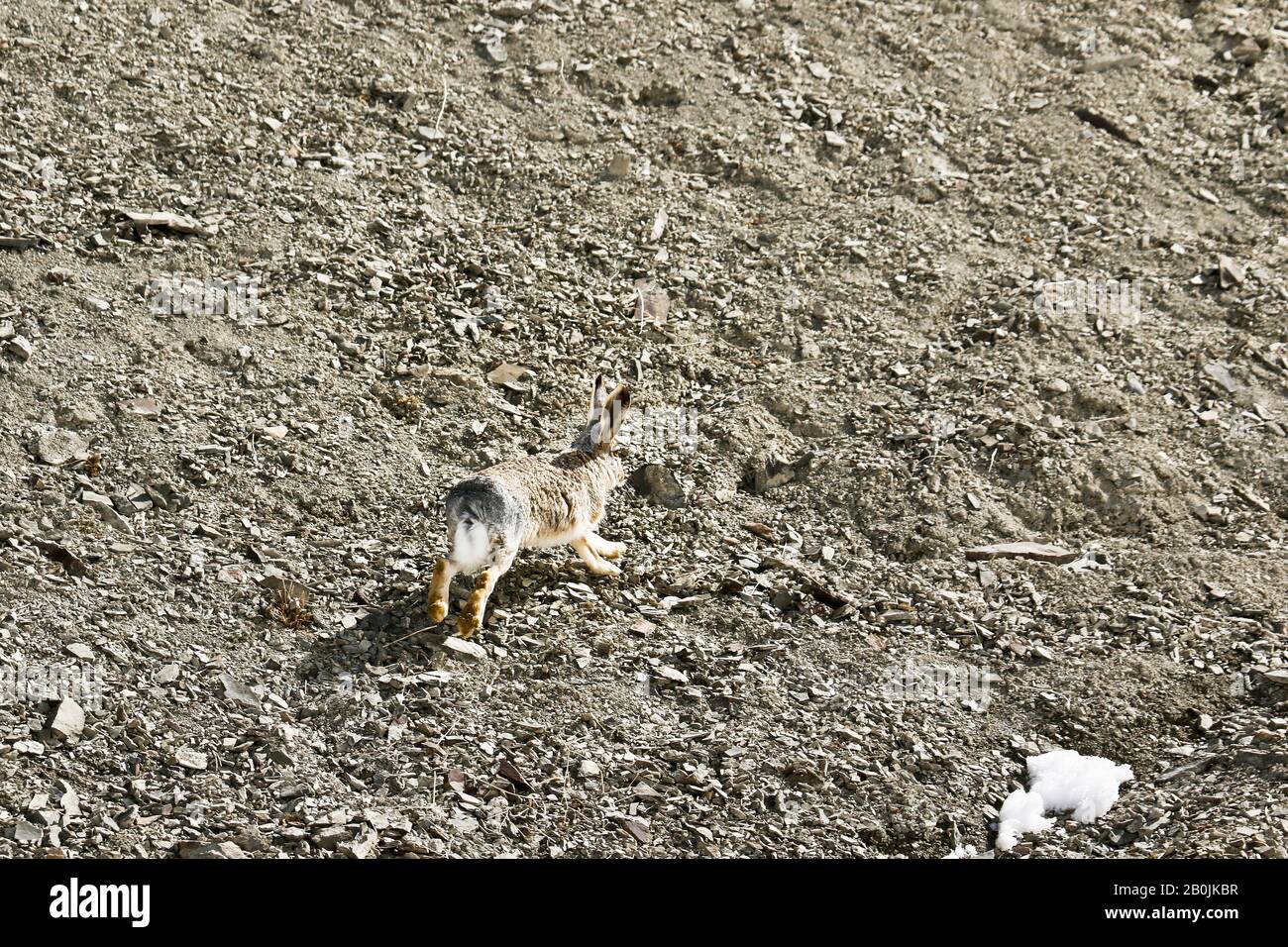 Wollhaare, Lepus oiostolus, Ladakh, Jammu und Kaschmir, Himalaya, Indien Stockfoto