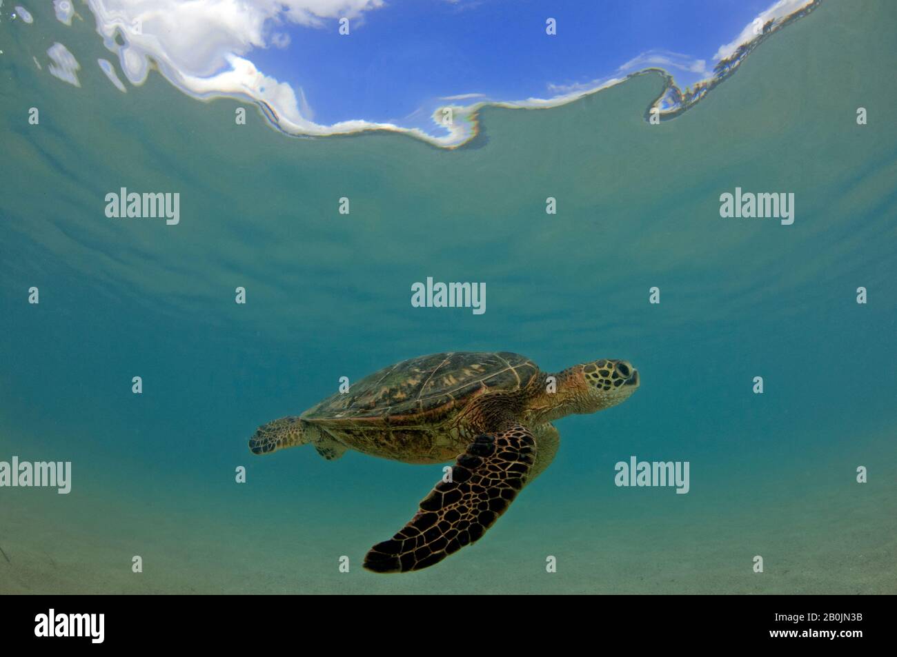 Grüne Meeresschildkröte, Chelonia mydas, Koolina, Oahu, Hawaii, USA Stockfoto