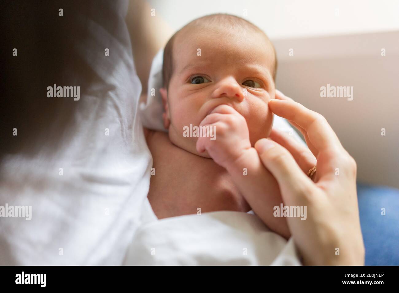 Kleine Hand eines Neugeborenen in einer großen Hand der Mutter. Stockfoto