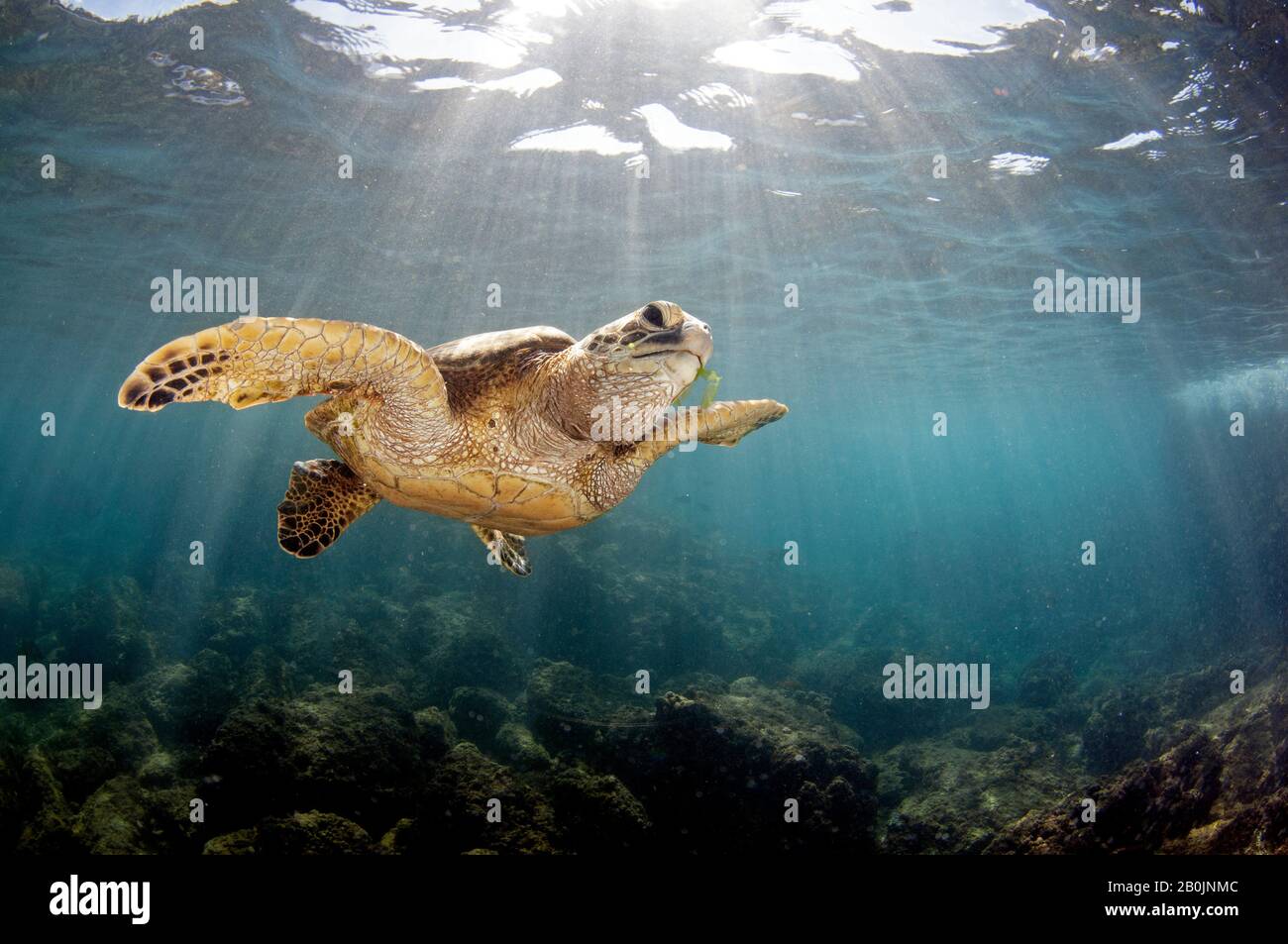 Grüne Meeresschildkröte, Chelonia mydas, Koolina, Oahu, Hawaii, USA Stockfoto