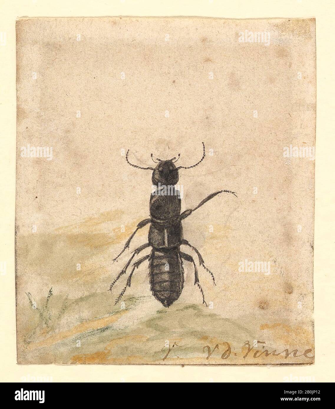Jan Vincentsz van der Vinne, A Black Beetle, Jan Vincentsz van der Vinne (niederländisch, Haarlem 1663-1721 Haarlem), Ende 17-Anfang 18. Jahrhundert, Aquarell, Blatt: 2 9/16 x 2 1/4 Zoll (6,5 x 5,7 cm), Zeichnungen Stockfoto