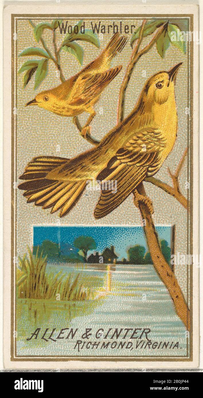 Herausgegeben von allen & Ginter, Wood Warbler, aus der Serie Birds of America (N4) für alle & Ginter Zigarettenmarken, 1888-3, Commercial Color lithograph, Blatt: 2 3/4 x 1 1/2 Zoll. (7 x 3,8 cm Stockfoto