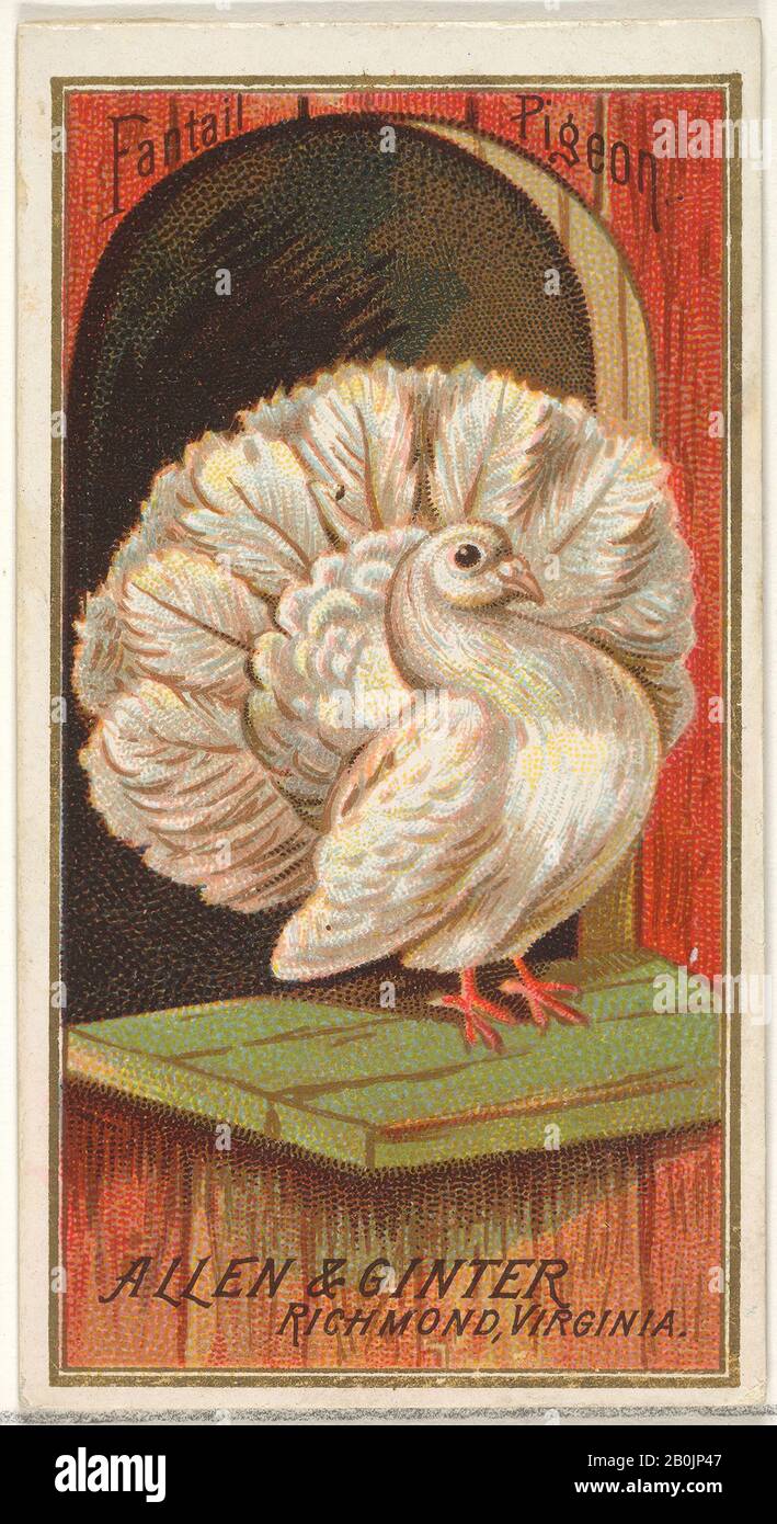 Herausgegeben von allen & Ginter, Fantail Pigeon, aus der Vogelserie von Amerika (N4) für alle & Ginter Zigarettenmarken, im Jahr 1888, Kommerzielle Farblithographie, Blatt: 2 3/4 x 1 1/2 Zoll. (7 x 3,8 cm Stockfoto