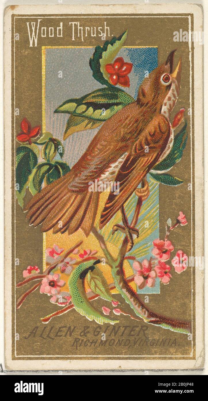 Herausgegeben von allen & Ginter, Wood Thrush, aus der Serie Birds of America (N4) für alle & Ginter Zigaretten Brands, im Jahr 1888, Commercial Color lithograph, Blatt: 2 3/4 x 1 1/2 Zoll. (7 x 3,8 cm Stockfoto