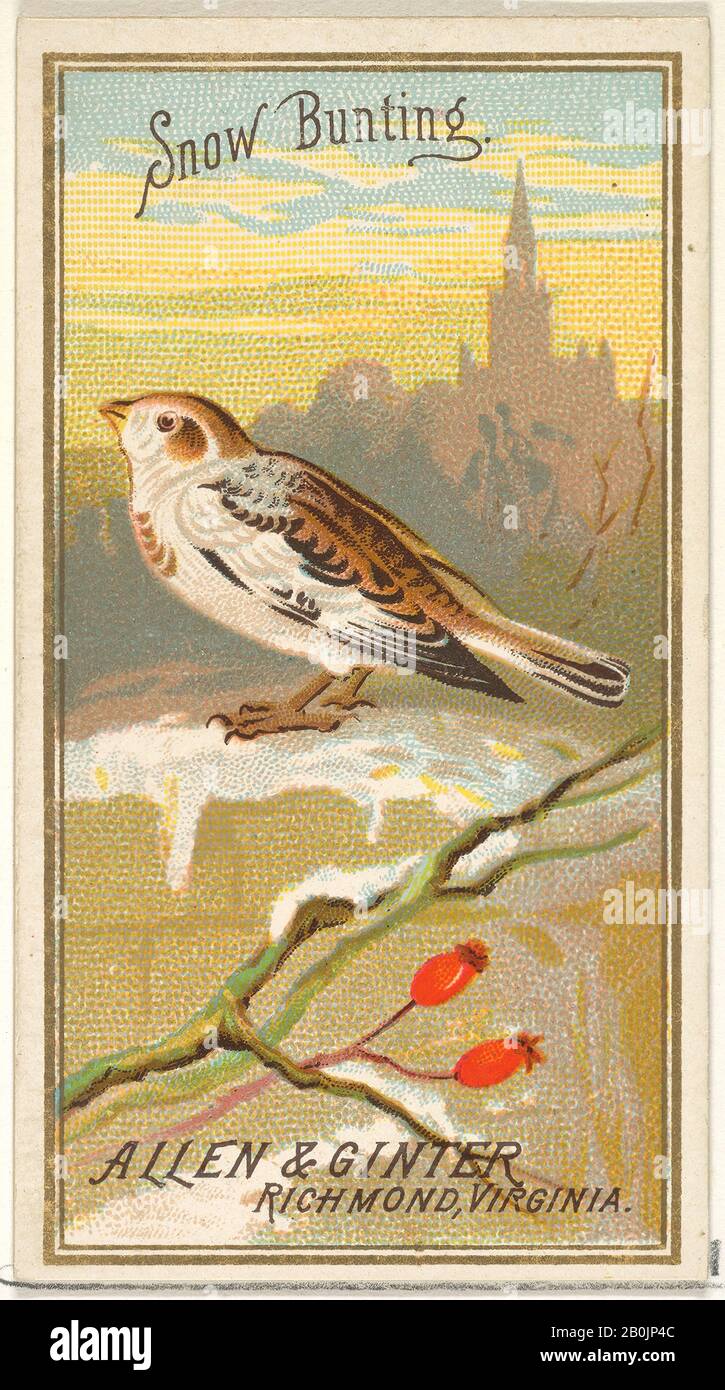 Herausgegeben von allen & Ginter, Snow Bunting, aus der Vogelserie von Amerika (N4) für alle & Ginter Zigarettenmarken, im Jahr 1888, Kommerzieller Farblithograph, Blatt: 2 3/4 x 1 1/2 Zoll. (7 x 3,8 cm Stockfoto