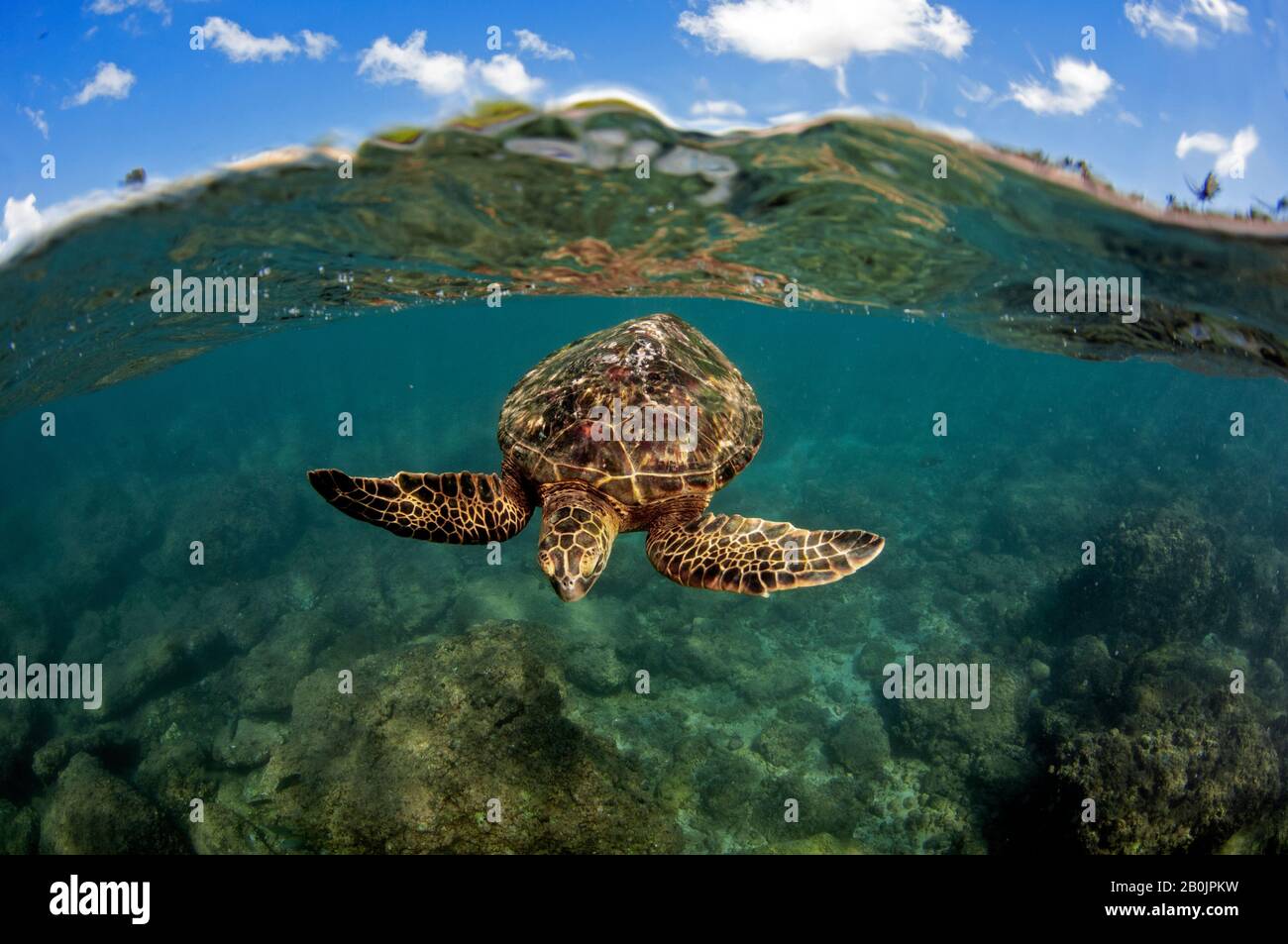 Grüne Meeresschildkröte, Chelonia mydas, Koolina, Oahu, Hawaii, USA Stockfoto