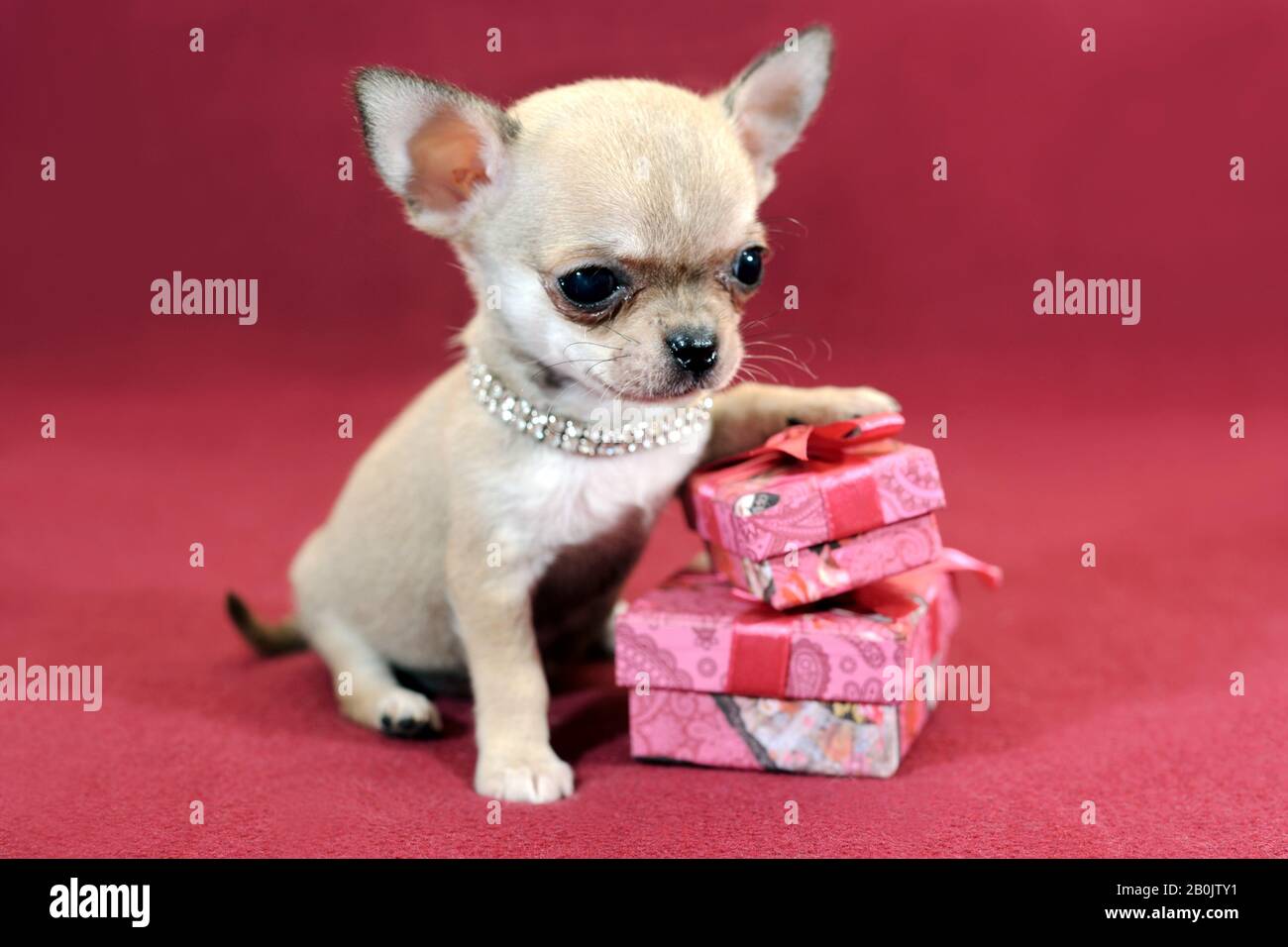 Mini Chihuahua Welpen mit Geschenkboxen Stockfotografie - Alamy