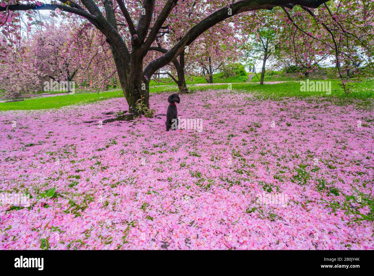 Ein schwarzer Hund sitzt am 04. Mai 2019 auf den unzähligen verfallenen Kirschblüten auf dem Rasen unter den Kirschbäumen im Central Park New York City NY USA. Stockfoto