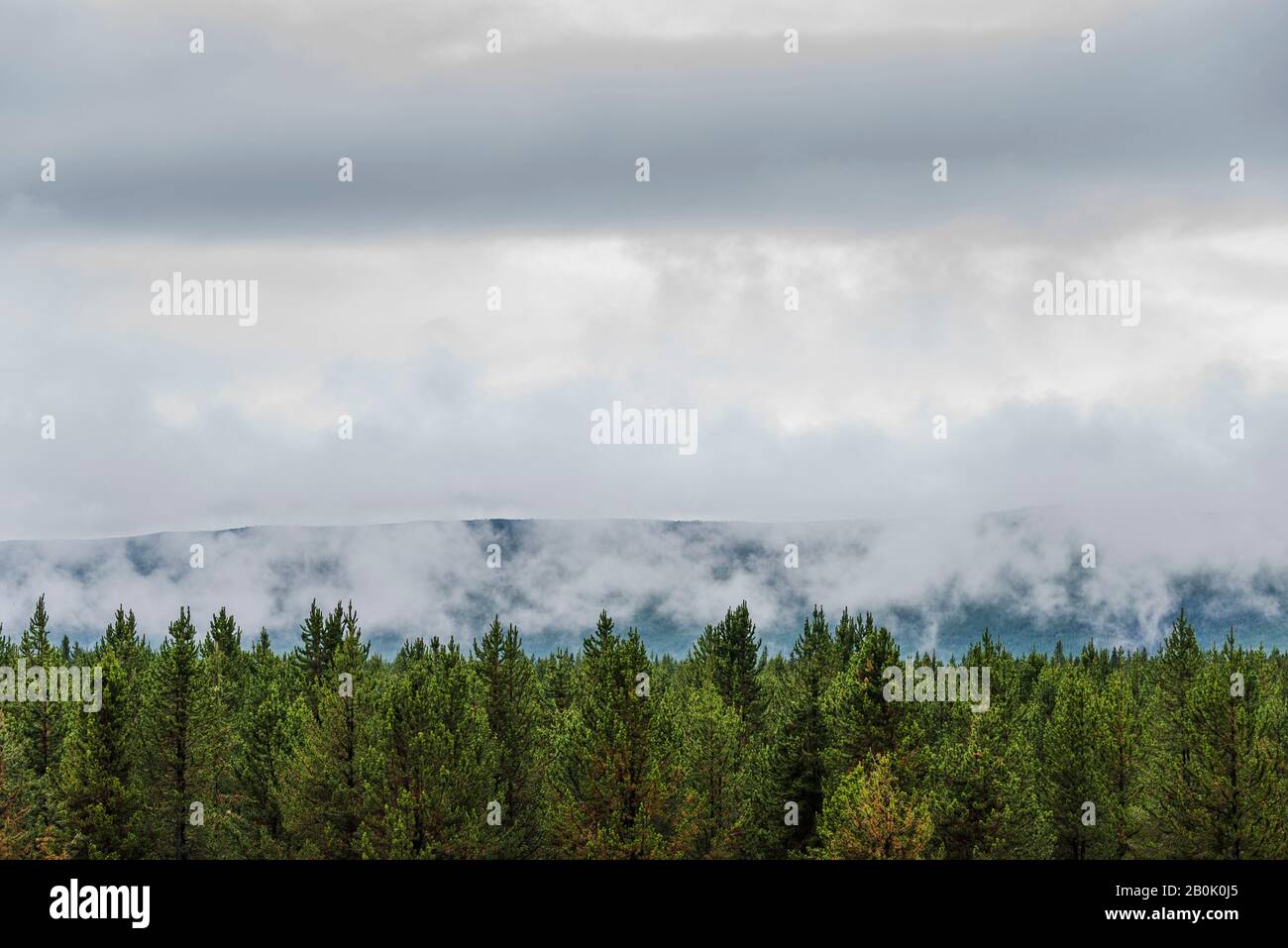 Grüne Waldbäume mit niedrigen Wolken direkt über den Bäumen. Stockfoto