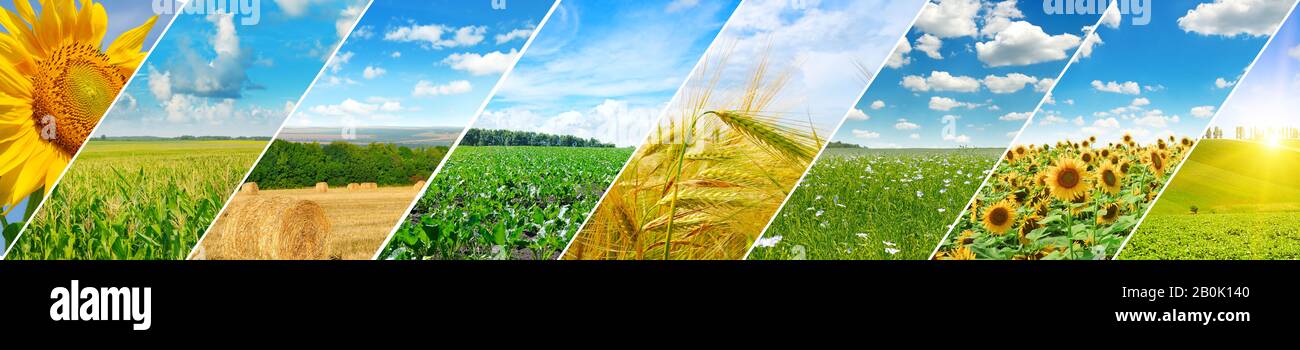 Panoramablick auf grünes Feld und blauen Himmel mit hellen Wolken. Collage.Weitwinkelfoto. Stockfoto