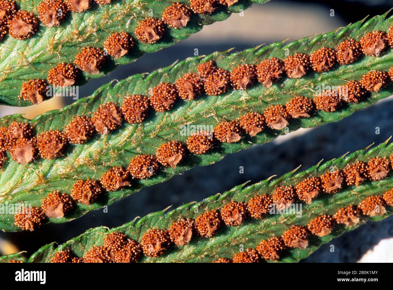 NAHAUFNAHME VON SORI AUF DER UNTERSEITE VON SCHWERT FERN WEDEL Stockfoto