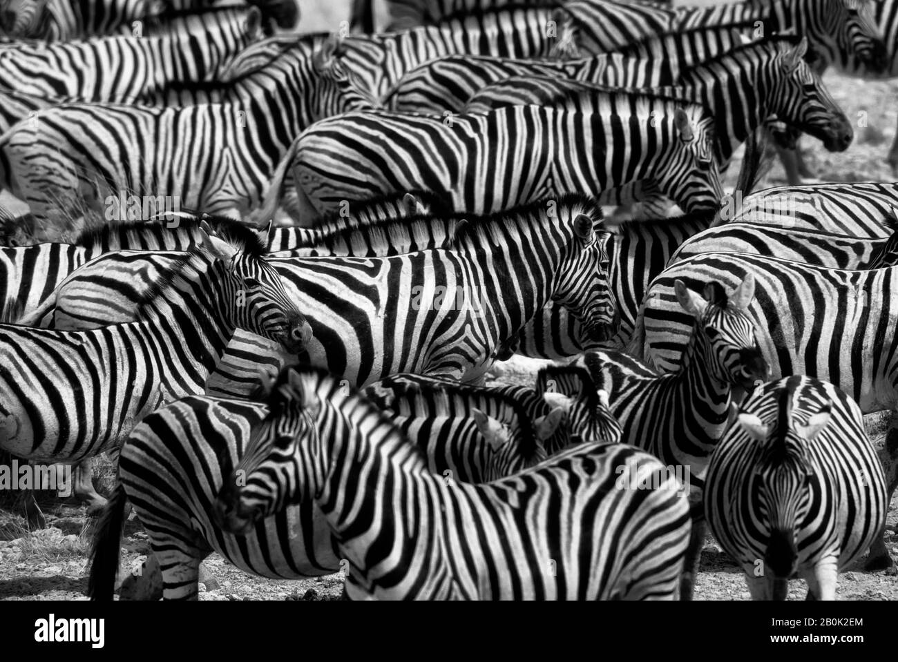 DER NATIONALPARK ETOSHA, DIE ZEBRAS Stockfoto