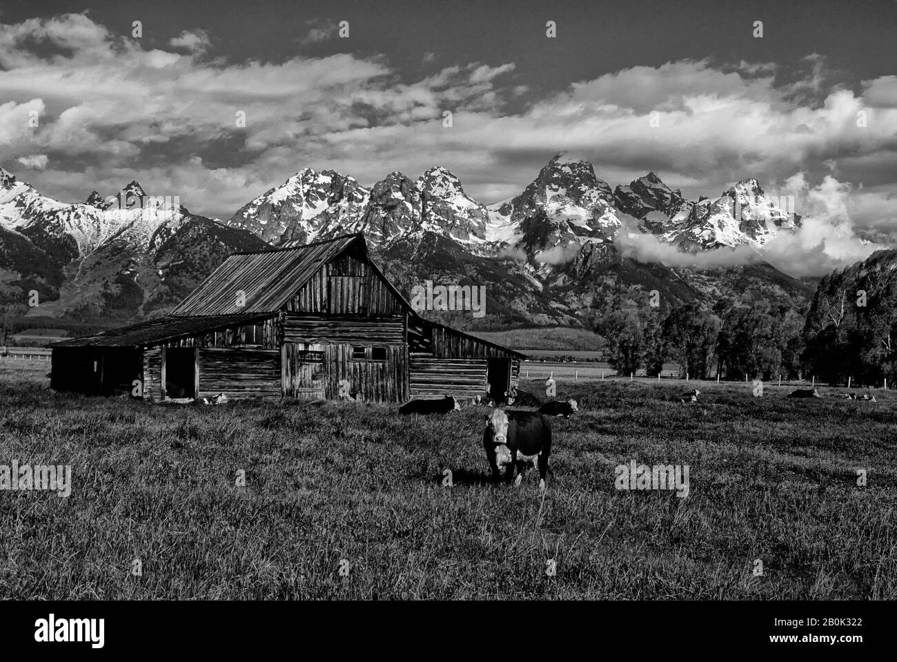 USA, WYOMING, GRAND TETON NATIONALPARK, TETON RANGE, ALTE SCHEUNE MIT KÜHEN Stockfoto