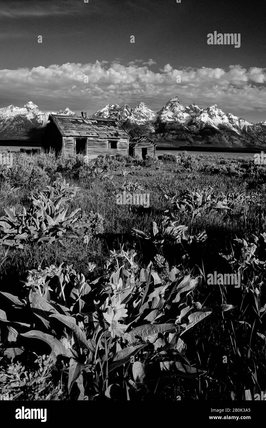 USA, WYOMING, GRAND TETON NATIONALPARK, TETON RANGE, PFEIFFER'S HOMESTEAD, BALSAMROOT Stockfoto