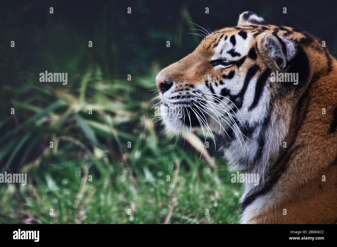 Sumatran Tiger im Howletts Wild Animal Park in England Teil der Aspinall Foundation Stockfoto