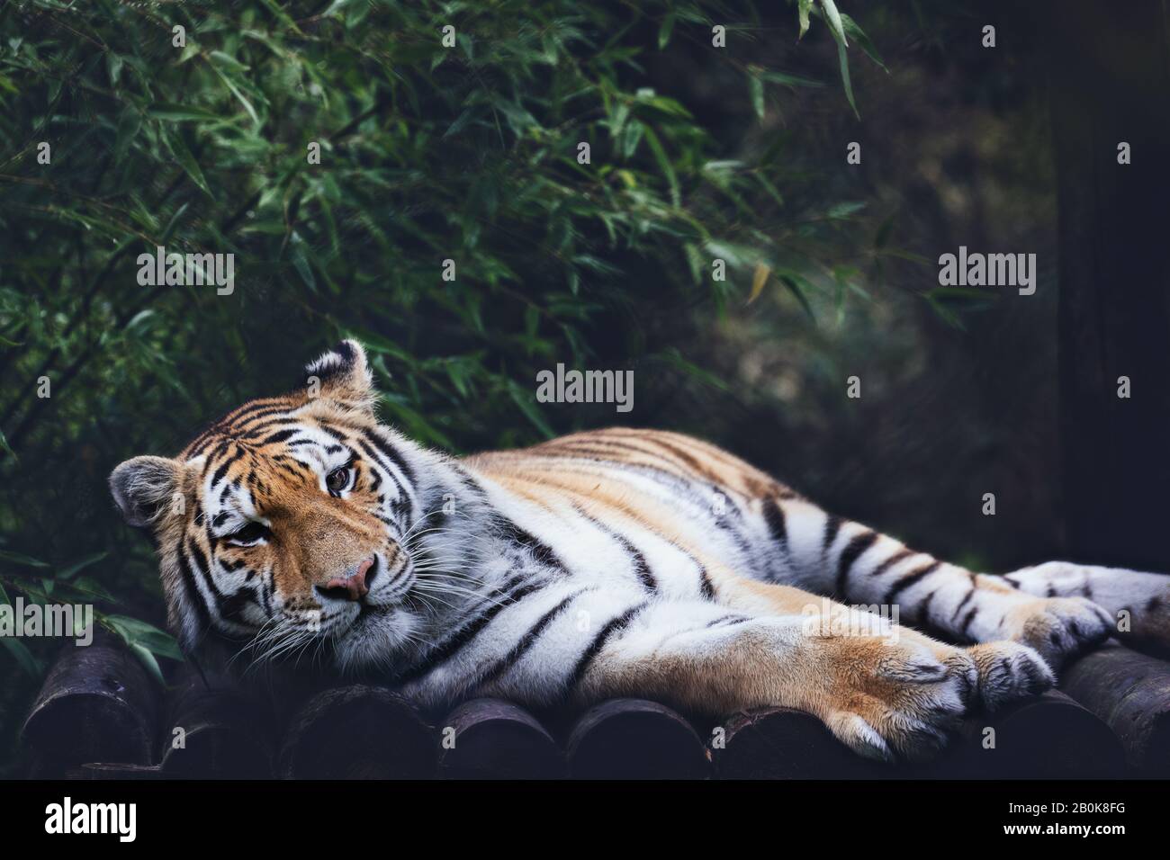 Legen von Sumatran Tiger im Howletts Wild Animal Park in England Teil der Aspinall Foundation Stockfoto