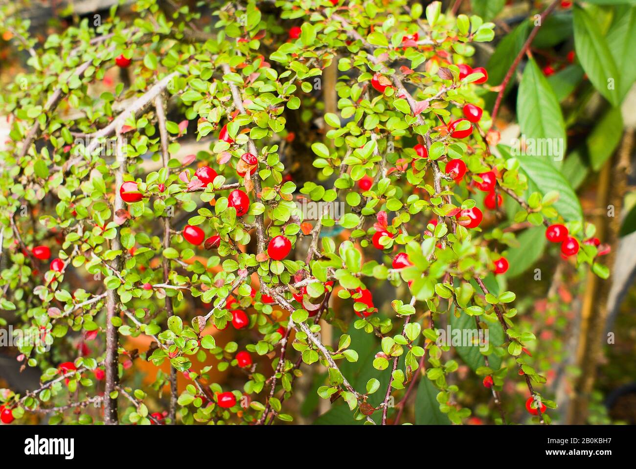 Rote Beeren auf dem Cotoneaster nanshan im Herbst in Großbritannien Stockfoto